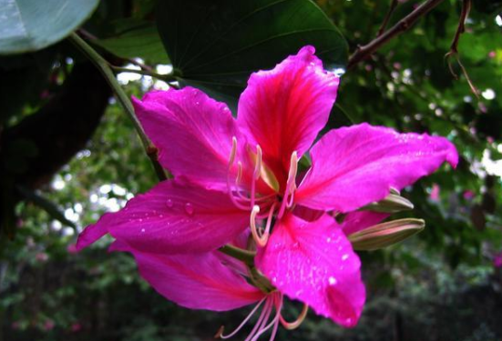 <em>香港</em>的市花紫荆花，紫荆花代表的意义
