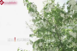 四川平武万余亩野生珙桐花竞相绽放