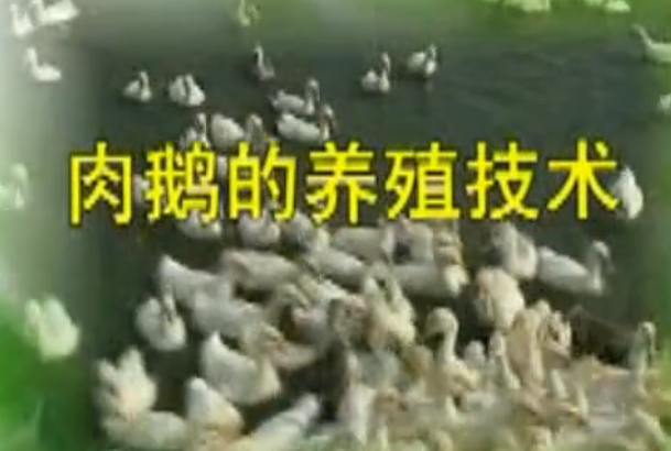 <em>养</em><em>鹅</em><em>养殖</em><em>一点</em><em>通</em> 3