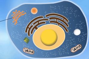 动物生理—高尔基复合体