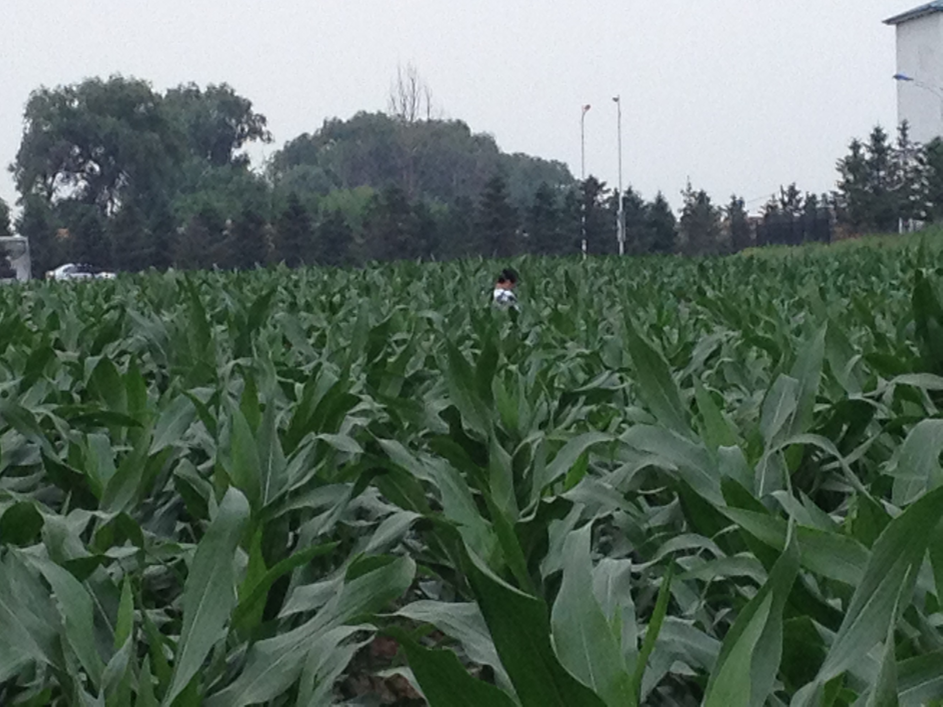 <em>玉米</em><em>标准化</em><em>生产</em>-田间管理2