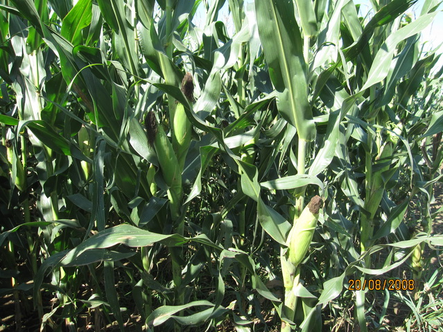 玉米标准化生产--玉米植株