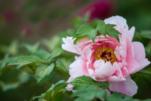 <em>园林</em><em>工程技术</em>、<em>园林</em>技术<em>专业</em>：《<em>园林</em><em>花卉</em>—露地宿根<em>花卉</em>—牡丹》<em>课程</em><em>思</em><em>政</em><em>课堂教学</em><em>设计</em>