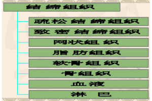 <em>课件</em>：<em>中</em><em>兽医</em><em>专业</em>《<em>动物解剖</em><em>生理</em>—结缔<em>组织</em>》