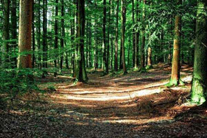 <em>课程标准</em>：<em>林业</em><em>技术</em><em>专业</em>《<em>森林</em>经营<em>技术</em>》<em>课程标准</em>