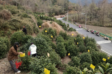 黄山黟县：小小“黄板”护<em>茶园</em> 绿色防控助振兴