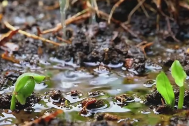 诗咏雨水节气 漫品春日雅韵